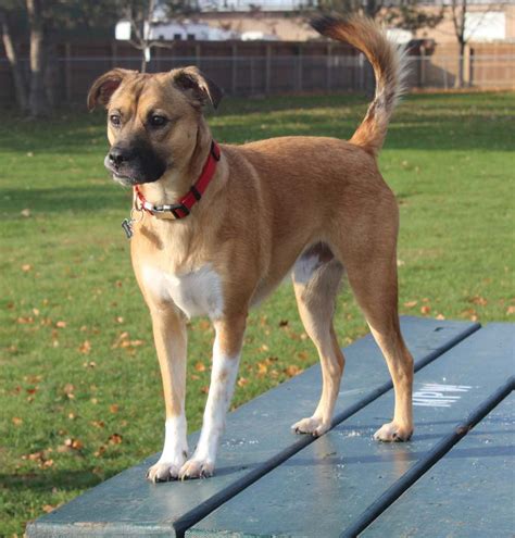  The German Shepherd Boxer Mix will require regular walks, at least once a day, but their high level of intelligence means that they will learn games to play with family members of all ages
